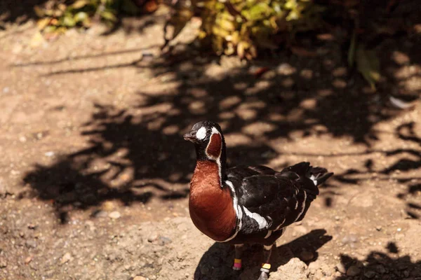 Ganso de pecho rojo llamado Branta ruficollis — Foto de Stock