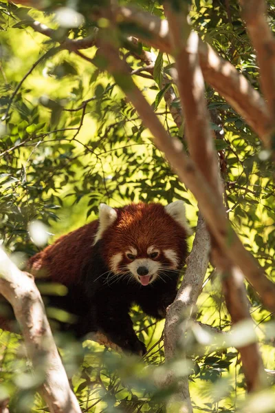 Red Panda Ailurus fulgens — Stok fotoğraf