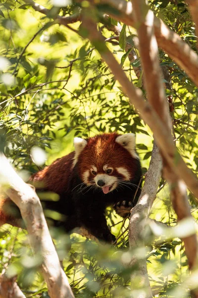 Panda roja Ailurus fulgens —  Fotos de Stock