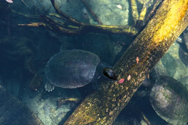 Noordelijke rivier terrapin schildpad genaamd Batagurschildpad — Stockfoto