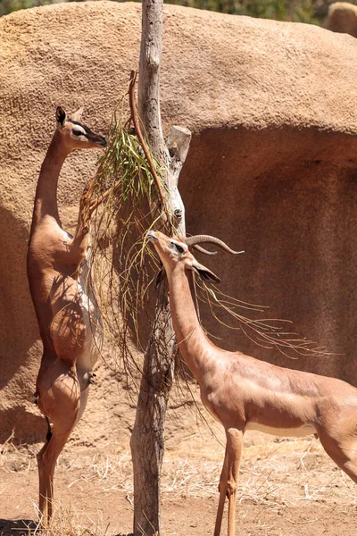 Zuidelijke Gerenuk Litocranius walleri — Stockfoto