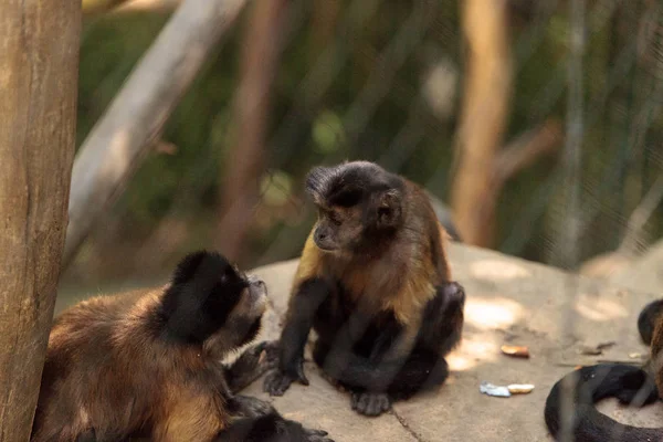 Cins Cebus apella apella sorguçlu capuchin maymunu