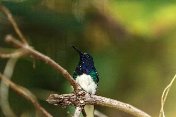 Fehér nyakú jakobinus kolibri ismert Florisuga mellivora — Stock Fotó