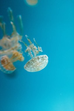 Altın jöle, Phyllorhiza punctata, olarak da bilinen süzülen olduğunu