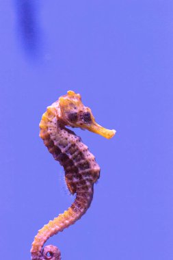 Longsnout Hippocampus Hippocampus reidi bilinen