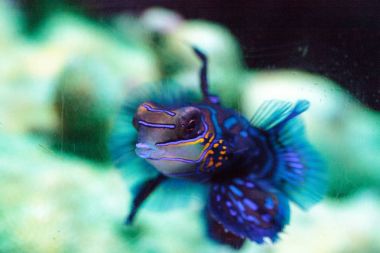 Mandalina kayabalığı kısaca Mandarin dragnet Synchiropus sp olarak bilinir.