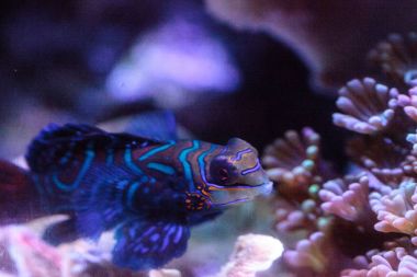 Mandalina kayabalığı kısaca Mandarin dragnet Synchiropus sp olarak bilinir.