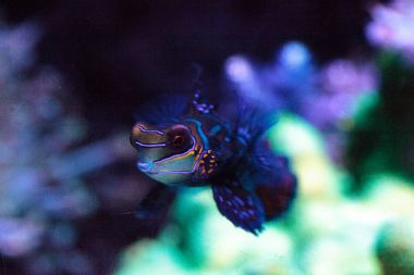 Mandalina kayabalığı kısaca Mandarin dragnet Synchiropus sp olarak bilinir.