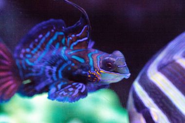 Mandalina kayabalığı kısaca Mandarin dragnet Synchiropus sp olarak bilinir.