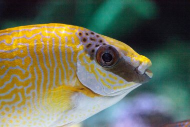 Maskeli yüzgeci Siganus puellus