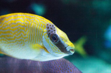 Maskeli yüzgeci Siganus puellus