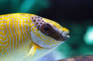 Maskeli yüzgeci Siganus puellus