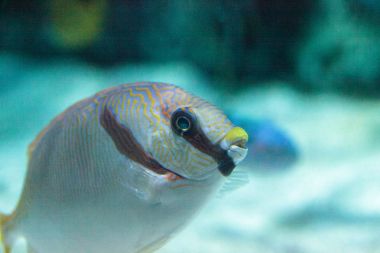 Maskeli yüzgeci Siganus puellus