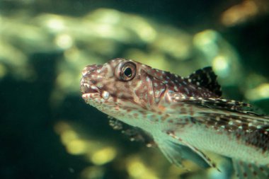 Oryantal uçan kırlangıç Dactyloptena orientalis