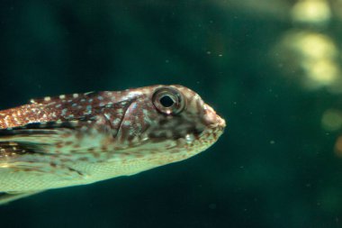 Oryantal uçan kırlangıç Dactyloptena orientalis