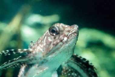 Oryantal uçan kırlangıç Dactyloptena orientalis