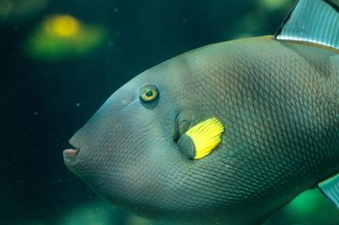 Pinktail triggerfish sarı yüzgeçleri Melichthys vidua ile