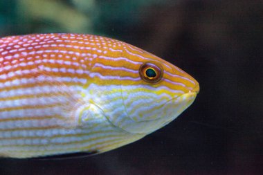 Purplelined wrasse Cirrhilabrus lineatus