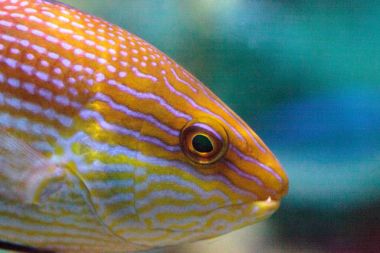 Purplelined wrasse Cirrhilabrus lineatus