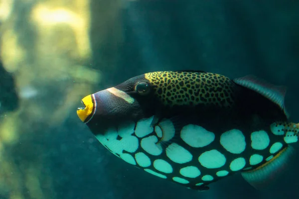 Clown triggerfish Balistoides conspicillum — Stock Photo, Image