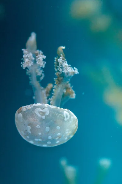 Jalea de oro, Phyllorhiza punctata, también se conoce como el floatin — Foto de Stock