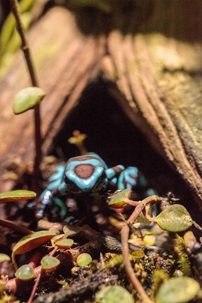 Yeşil ve siyah zehirli ok kurbağası Dendrobates hava