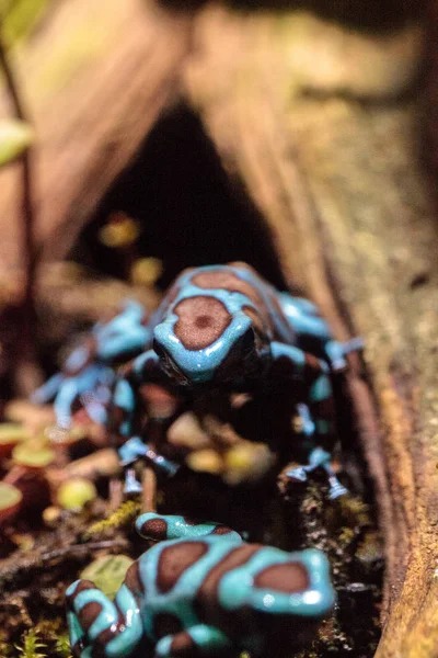 Yeşil ve siyah zehirli ok kurbağası Dendrobates hava