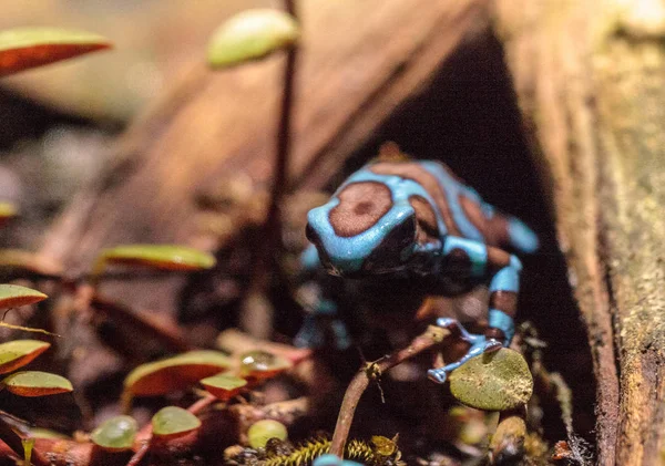 Yeşil ve siyah zehirli ok kurbağası Dendrobates hava