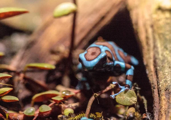 Πράσινο και μαύρο δηλητήριο βάτραχος dart Dendrobates auratus — Φωτογραφία Αρχείου