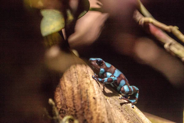 Yeşil ve siyah zehirli ok kurbağası Dendrobates hava