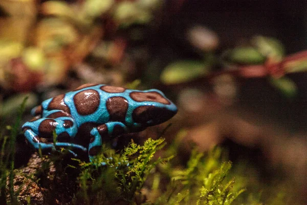 Yeşil ve siyah zehirli ok kurbağası Dendrobates hava