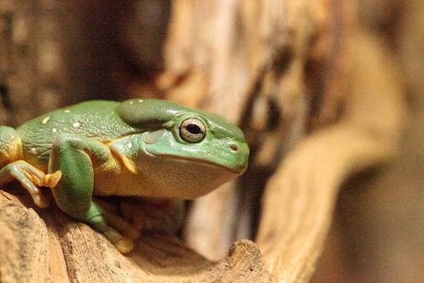 Rã-das-árvores-magnífica Litoria splendida — Fotografia de Stock