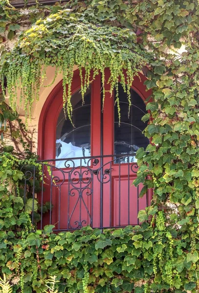 Yeşil sarmaşık gibi bir tente kırmızı bir pencere üzerinde asılı 