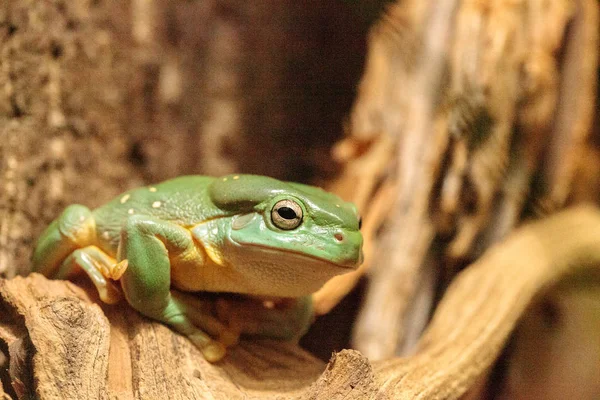 웅장 한 나무 개구리 Litoria splendida — 스톡 사진