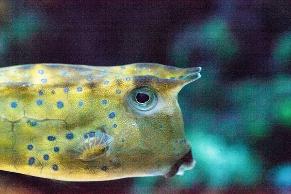 Longhorn cowfish, Lactoria cornuta — Stok fotoğraf