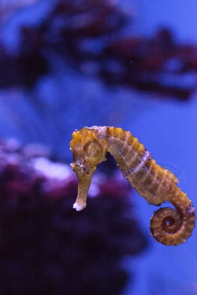 Cavalo-marinho de Longsnout conhecido como Hippocampus reidi — Fotografia de Stock