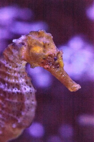 Longsnout Hippocampus Hippocampus reidi bilinen — Stok fotoğraf