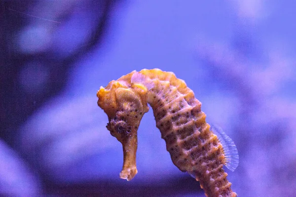 Longsnout-Seepferdchen als Hippocampus reidi bekannt — Stockfoto