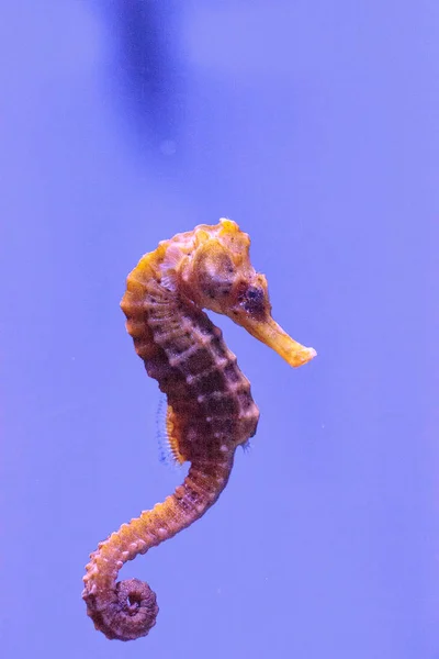 Cavalluccio marino dal becco lungo conosciuto come Hippocampus reidi — Foto Stock