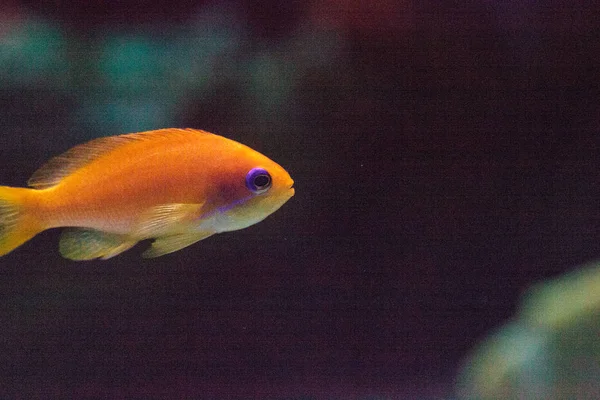 Lyretail 요정 basslet 물고기 Pseudanthias squamipinnis — 스톡 사진