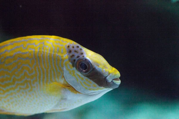 Maskerade Rabbitfish Siganus puellus — Stockfoto