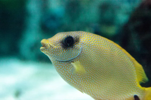 Maskeli yüzgeci Siganus puellus