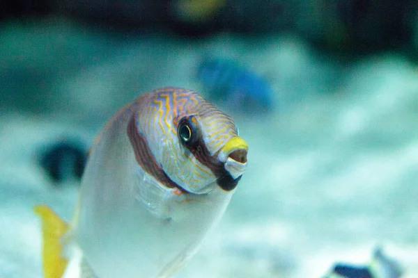 Pez conejo enmascarado Siganus puellus — Foto de Stock