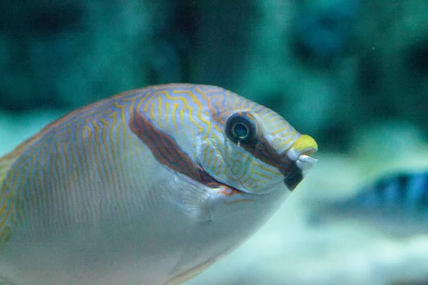 Maskeli yüzgeci Siganus puellus