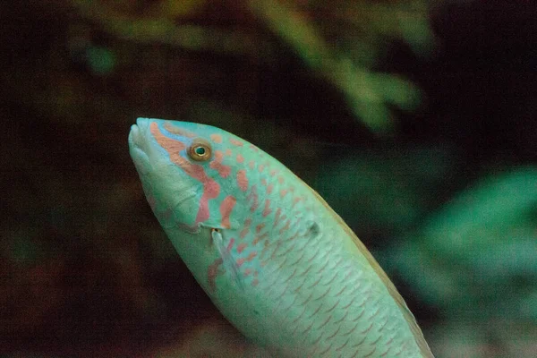 Ay wrasse balık Thalassoma lunare — Stok fotoğraf