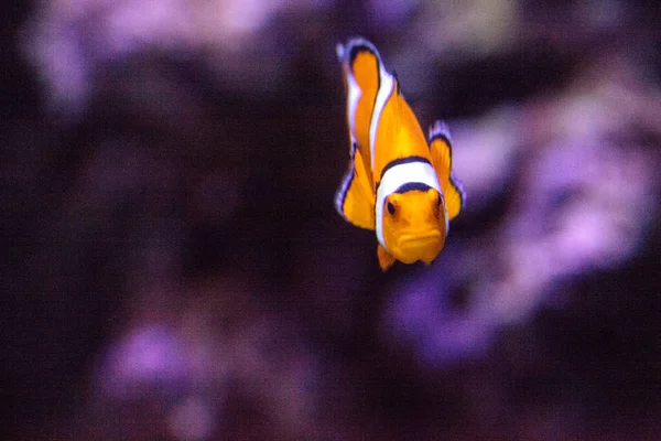 Clownfish, Amphiprioninae, in een mariene vissen en rif aquarium — Stockfoto