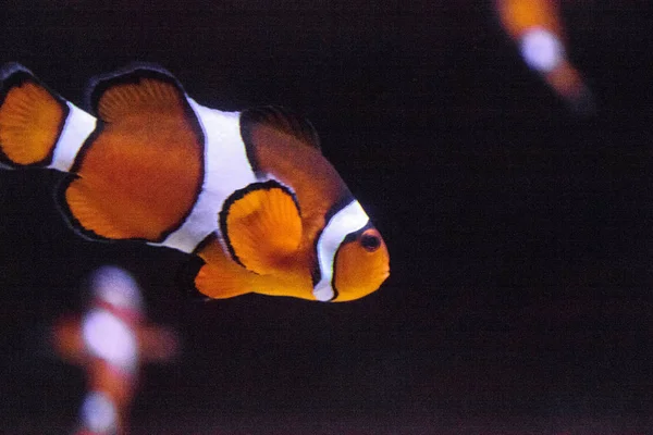 Clownfish, Amphiprioninae, in a marine fish and reef aquarium — Stock Photo, Image