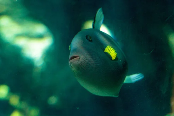 Pinktail triggerfish with yellow fins Melichthys vidua — Stock Photo, Image