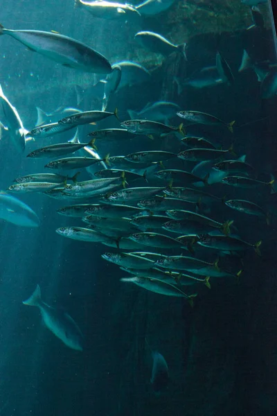 Pasifik tatlısu kefali uskumru Scomber japonicus okul 