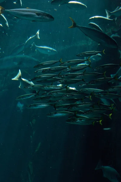 Pacific chub sgombro Scomber japonicus scuola — Foto Stock